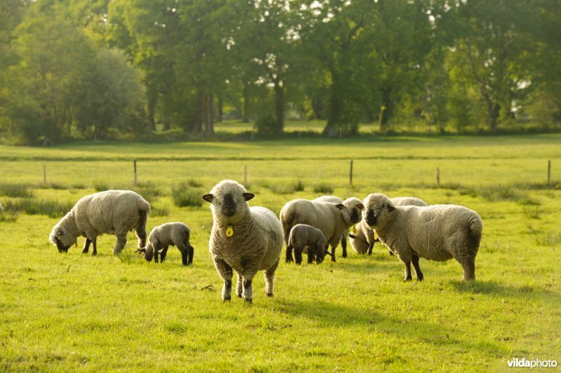 Schapen grazen op graslanden langs het Anloër Diep, Drentsche Aa