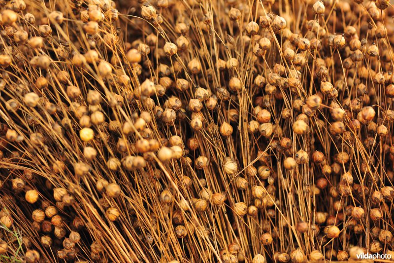 Vlaschaards of Vlaskapellen