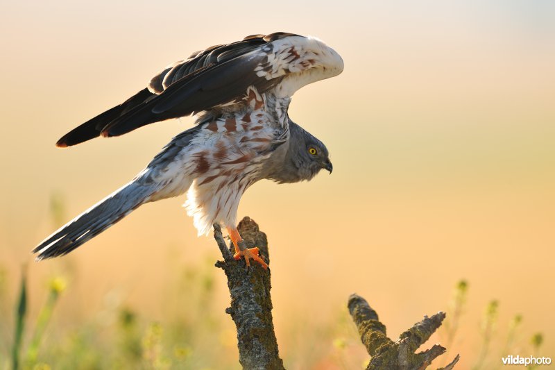 Mannetje Grauwe kiekendief strekt de vleugels