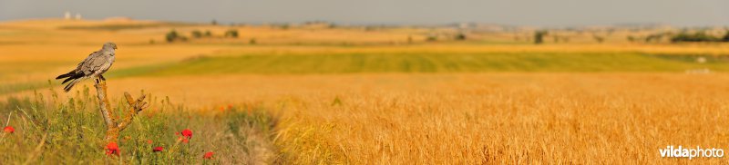 Grauwe kiekendief in akkerlandschap
