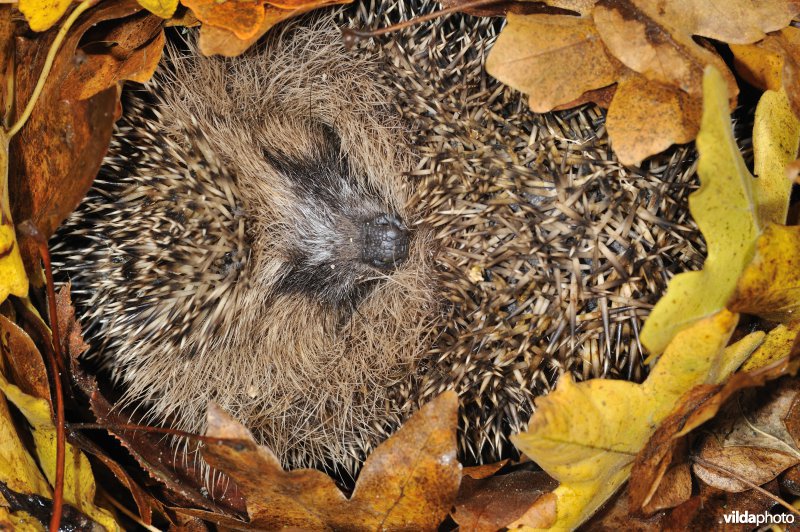 Egel in winterslaap in bladernest