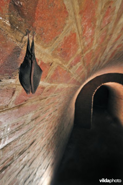 Kleine hoefijzerneus slapend in een fort