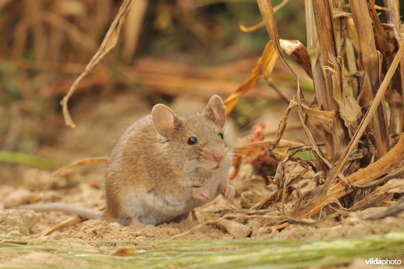 Algerijnse huismuis