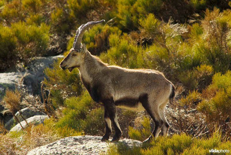 Iberische steenbok