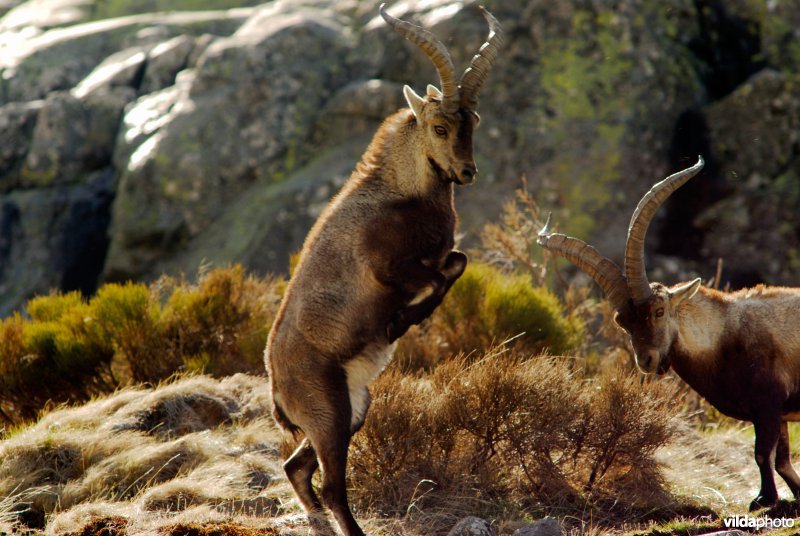 Iberische steenbok