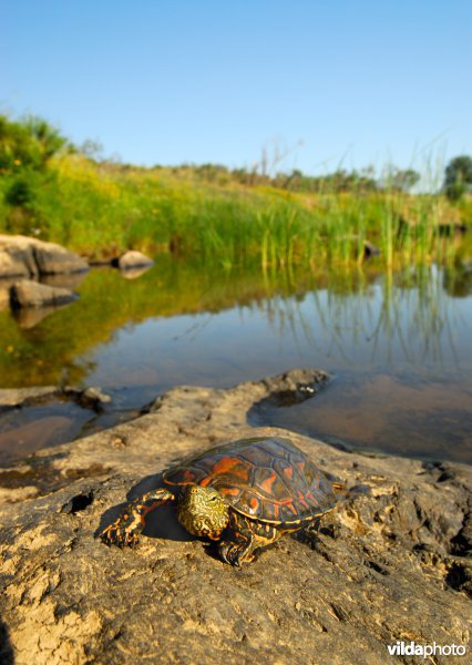 Moorse beekschildpad