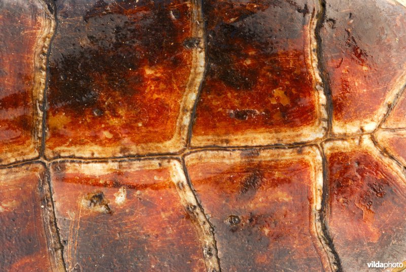 Moorse beekschildpad