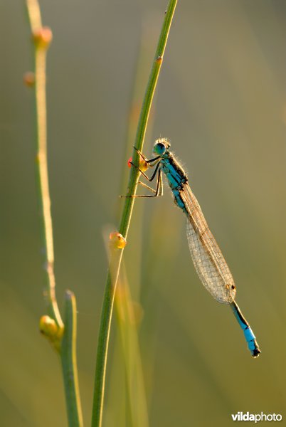 Iberische grasjuffer