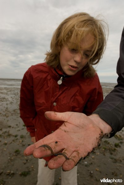 Meisje bekijkt een Wadpier