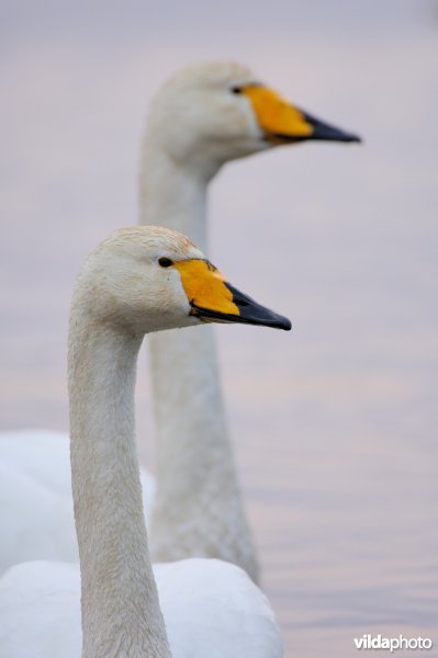 Portret van duo Wilde zwanen