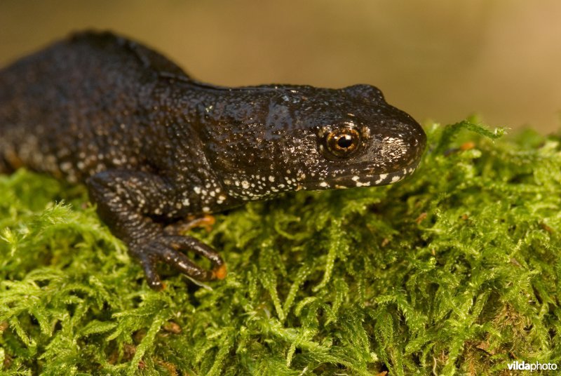 Kamsalamander