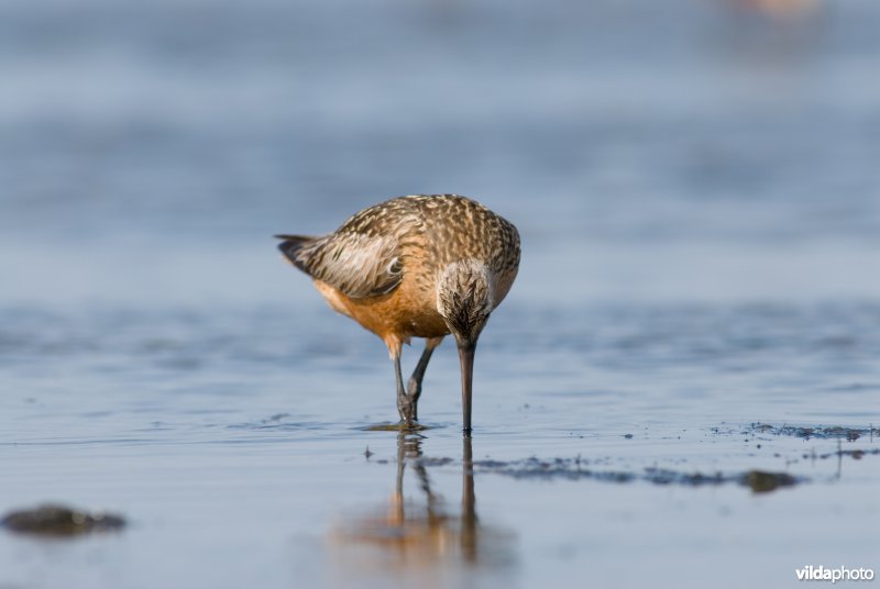 Rosse grutto zoekt voedsel op Wad