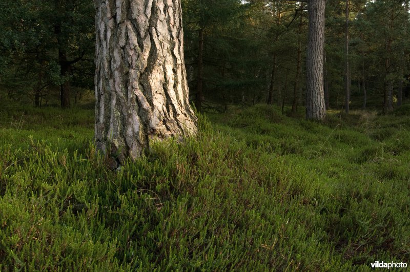 Grove den tussen kraaiheide
