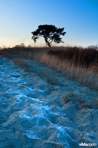 Loonse en Drunense Duinen