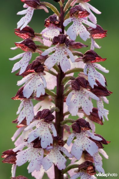 Purperorchis