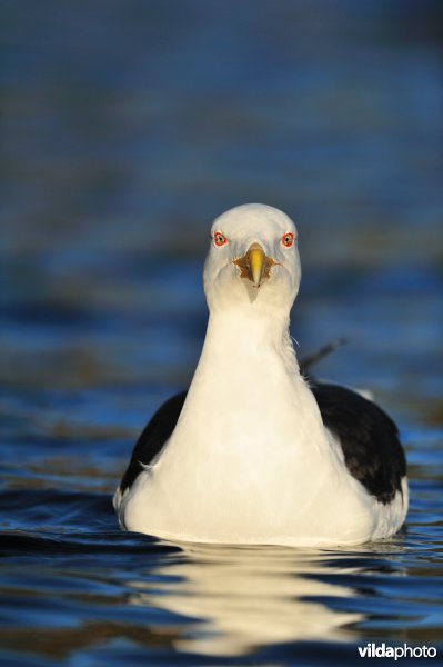 Grote mantelmeeuw op zee