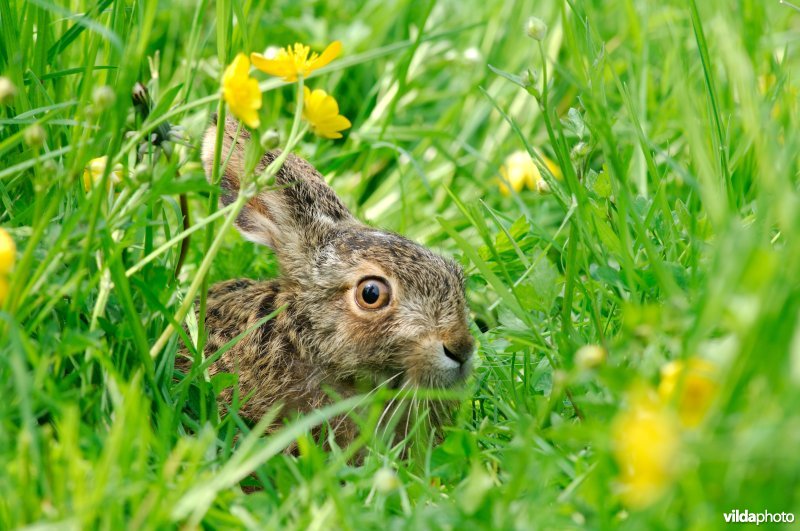 Jong haasje in het gras