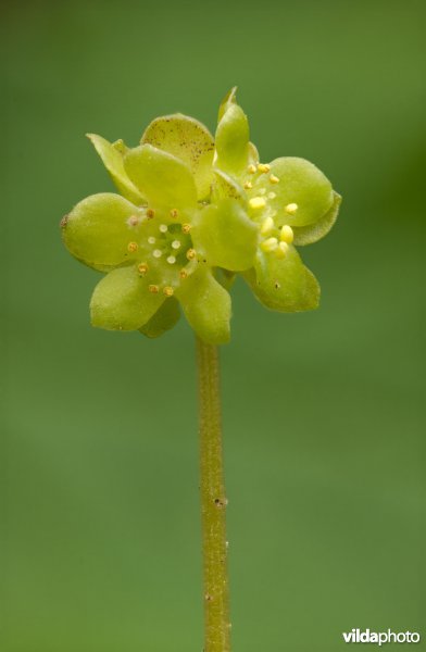 Bloeiend muskuskruid
