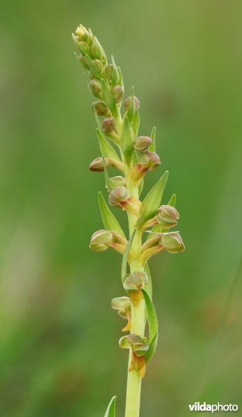 Groene nachtorchis