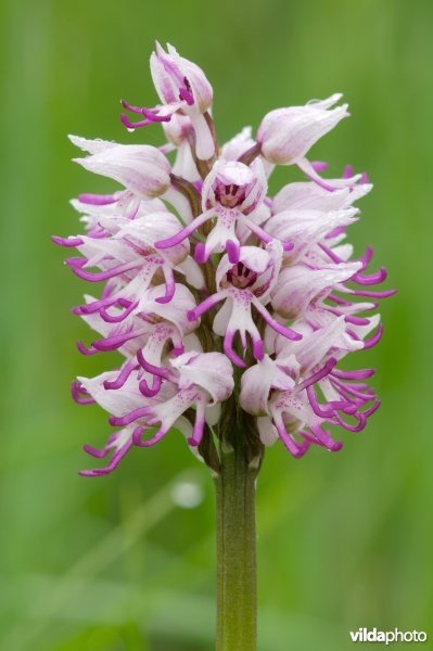 Aapjesorchis