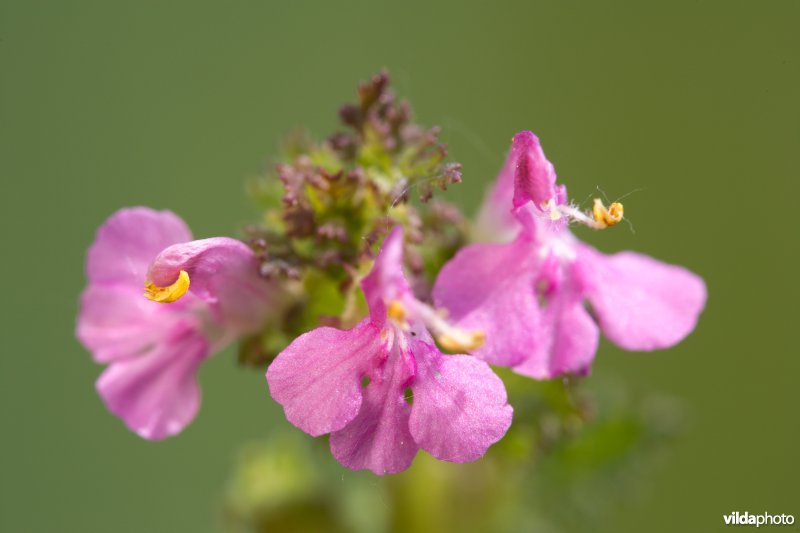 Heidekartelblad