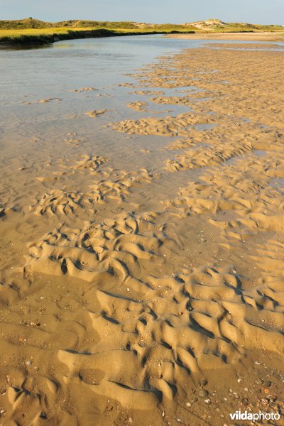 Verzandende Zwingeul bij laagtij