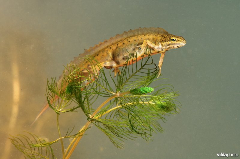 Kleine watersalamander in prachtkleed