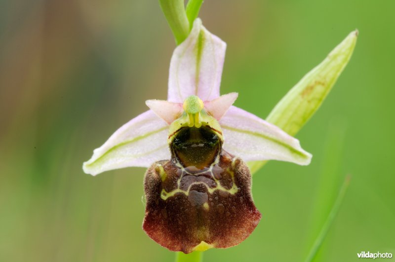 Hommelorchis