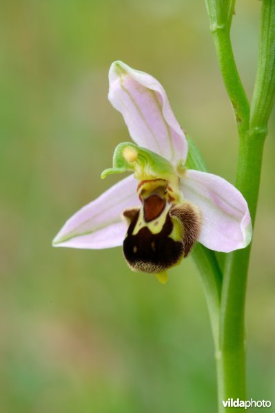 Bijenorchis