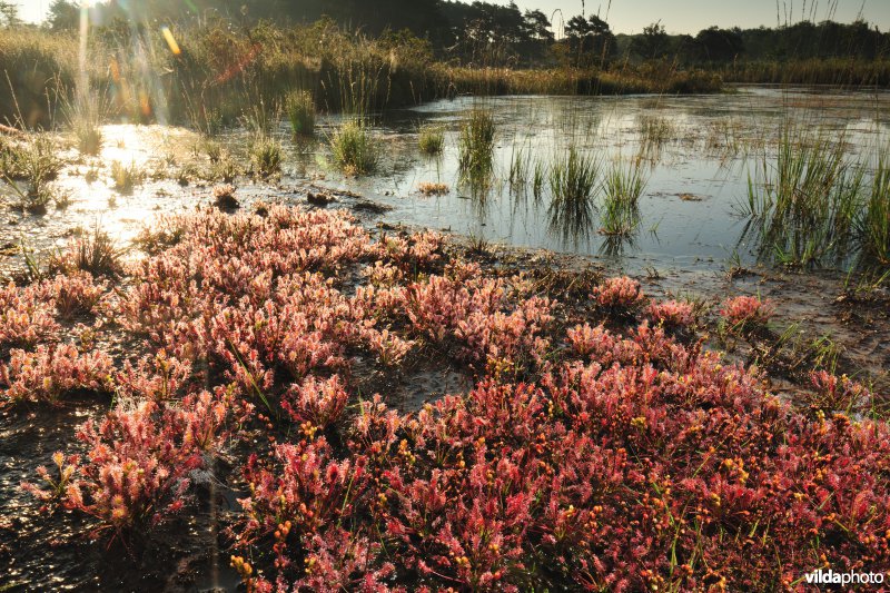 Natuurreservaat De Teut