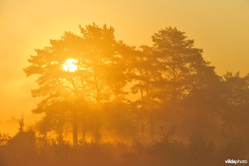 Natuurreservaat De Teut