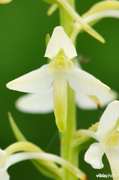 Welriekende nachtorchis