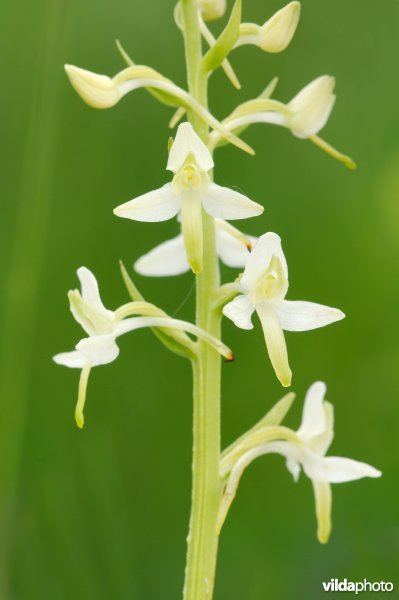 Welriekende nachtorchis