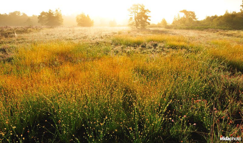 Neerharerheide in de Zijpbeekvallei