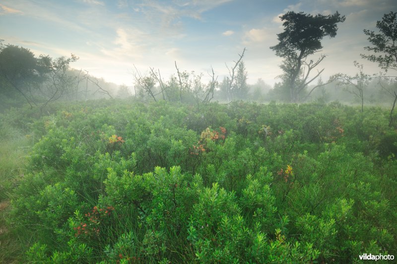 Neerharerheide in de Zijpbeekvallei
