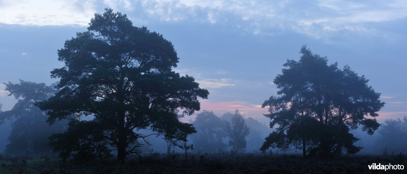 Neerharerheide in de Zijpbeekvallei