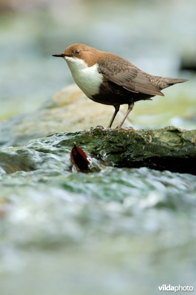 Waterspreeuw