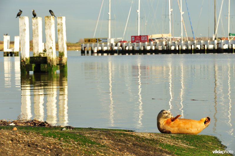 Zeehond in de Ijzermonding