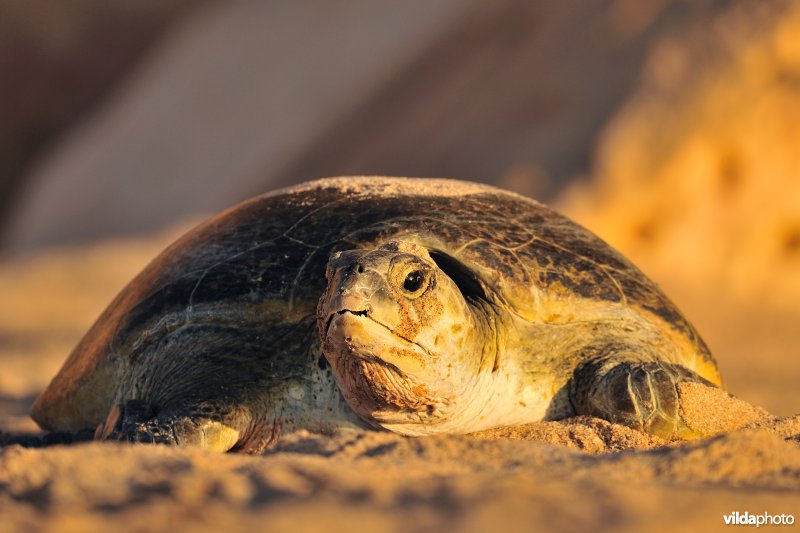 Groene zeeschildpad