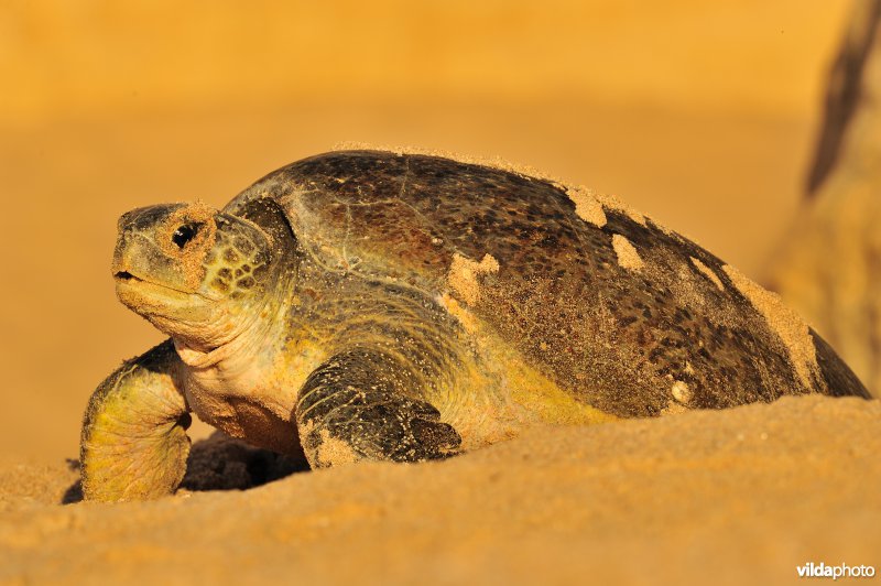 Groene zeeschildpad