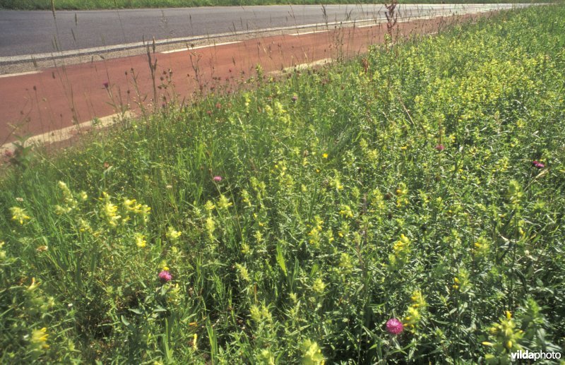 Wegberm te Zonhoven caubosstraat