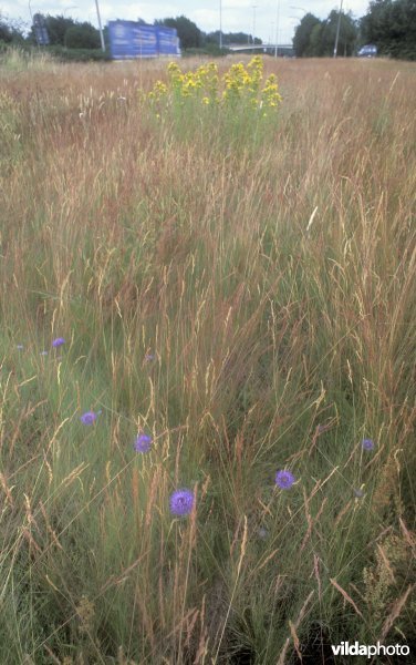 Wegberm met zandblauwtje te E34 Zoersel