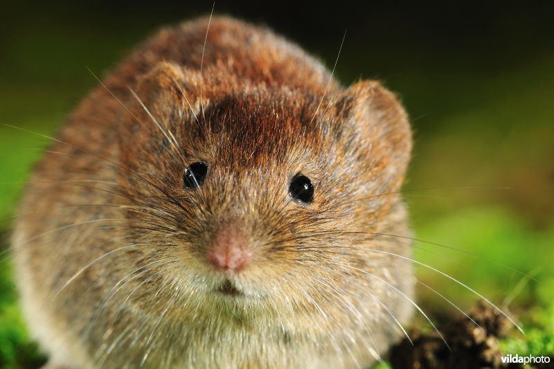 Rosse woelmuis