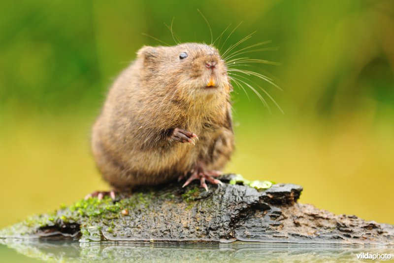 Woelrat