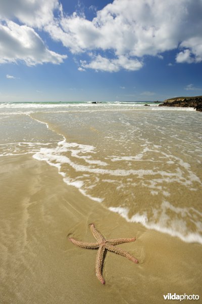IJszeester op het strand