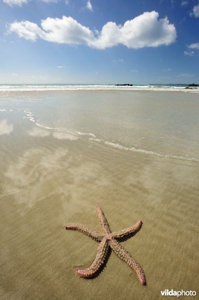 IJszeester op het strand