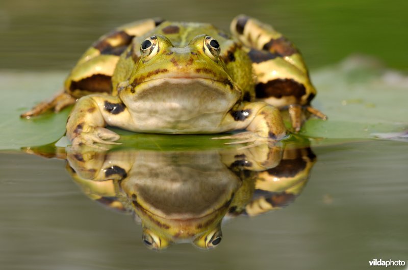 Groene kikker met spiegelbeeld