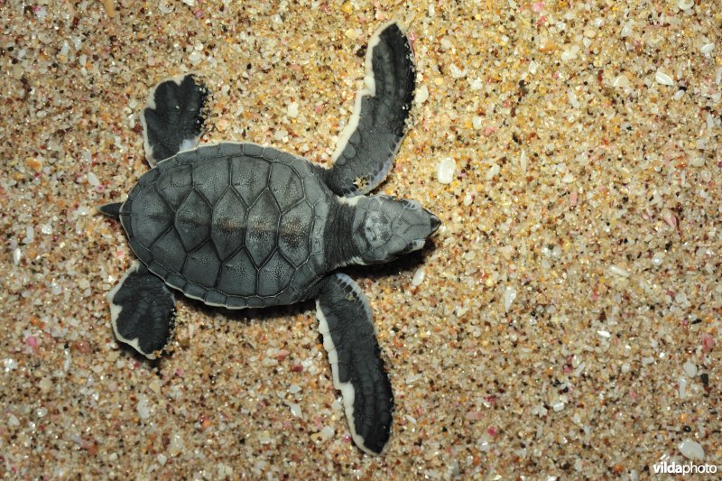 Jonge Groene zeeschildpad