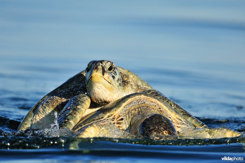 Paring van Groene zeeschildpad