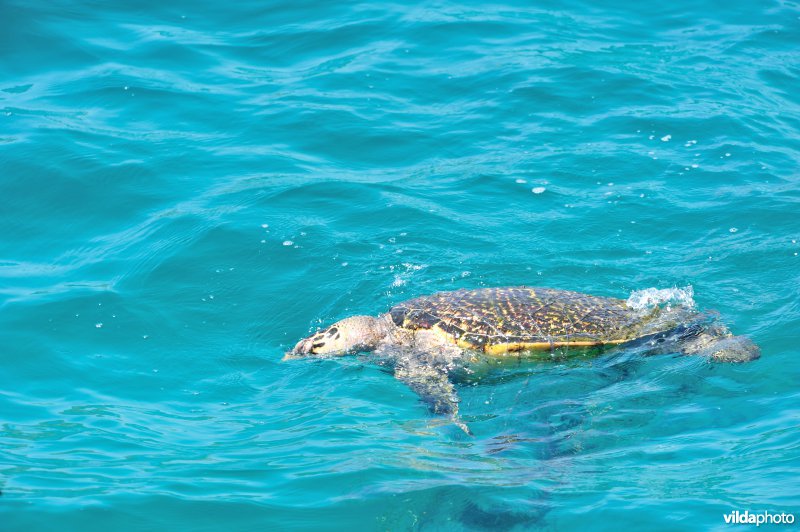 Dode Groene zeeschildpad vast in visnet